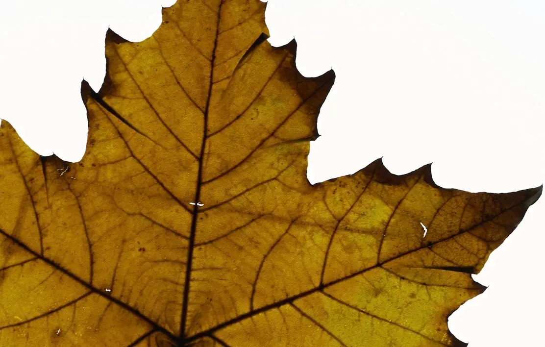 Backlit maple leaf against white