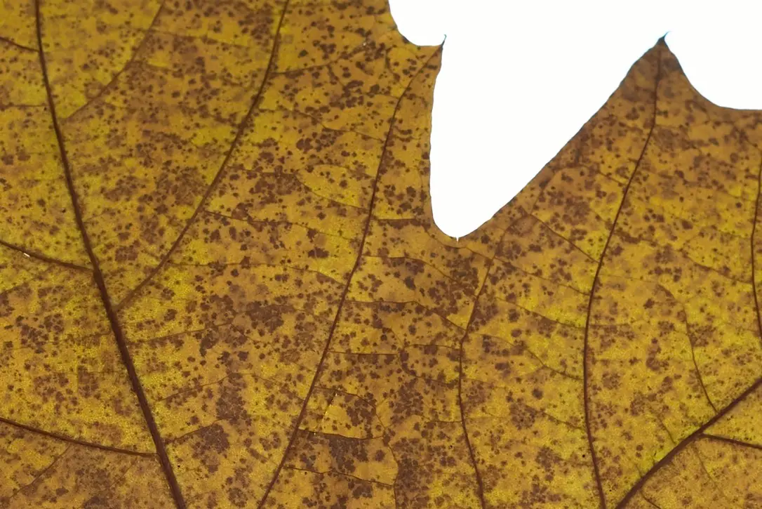 Brown leaf texture, macro