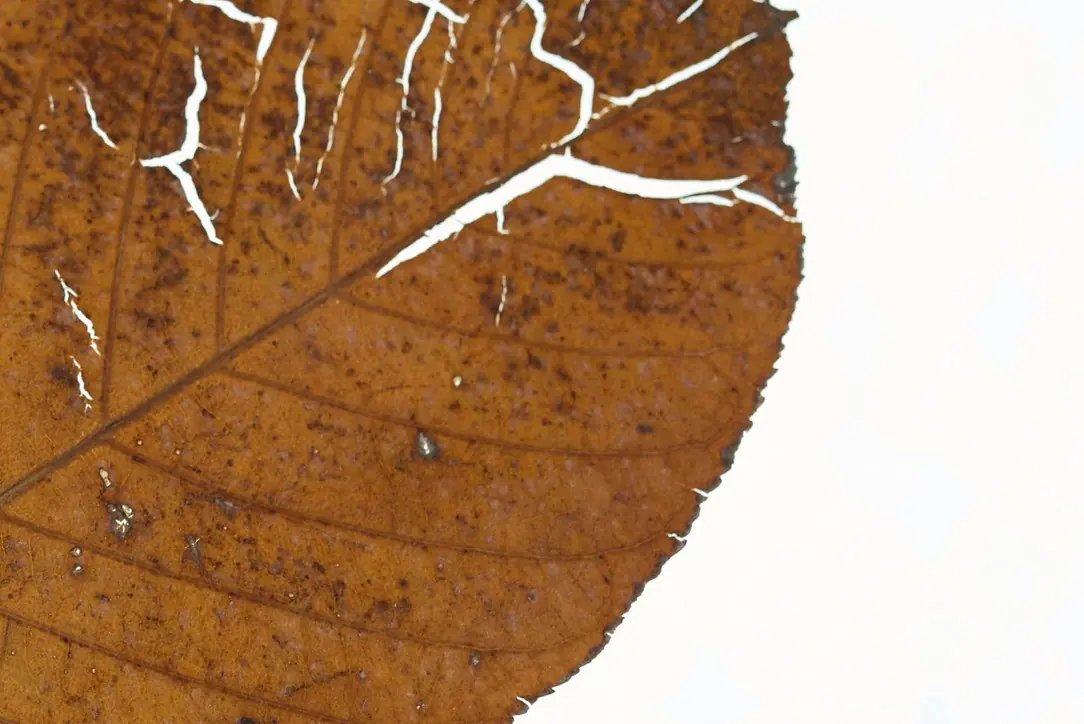 Dry leaf with cracked veins