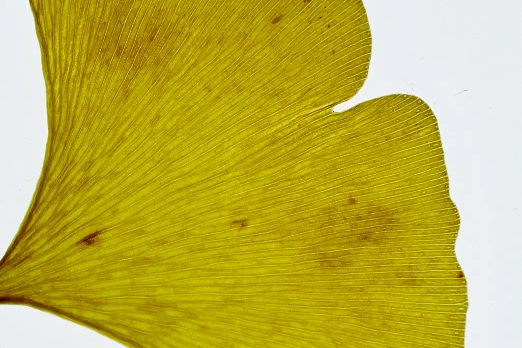 Yellow ginkgo leaf, close up