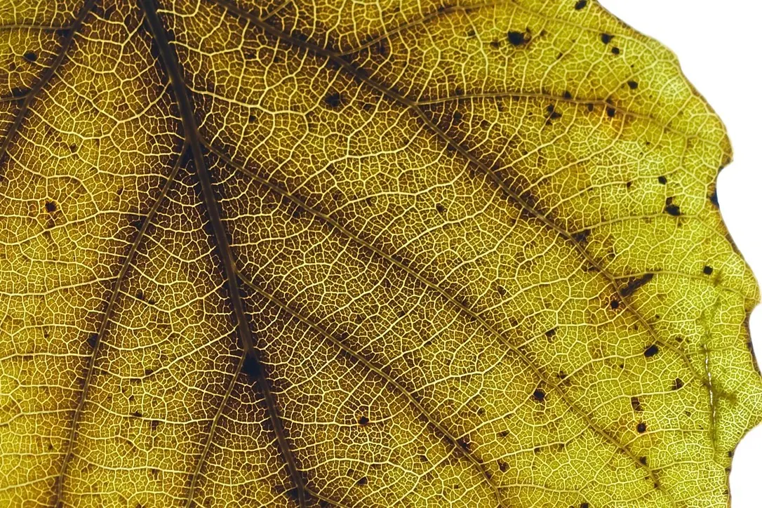 Leaf veins in yellow and brown, macro