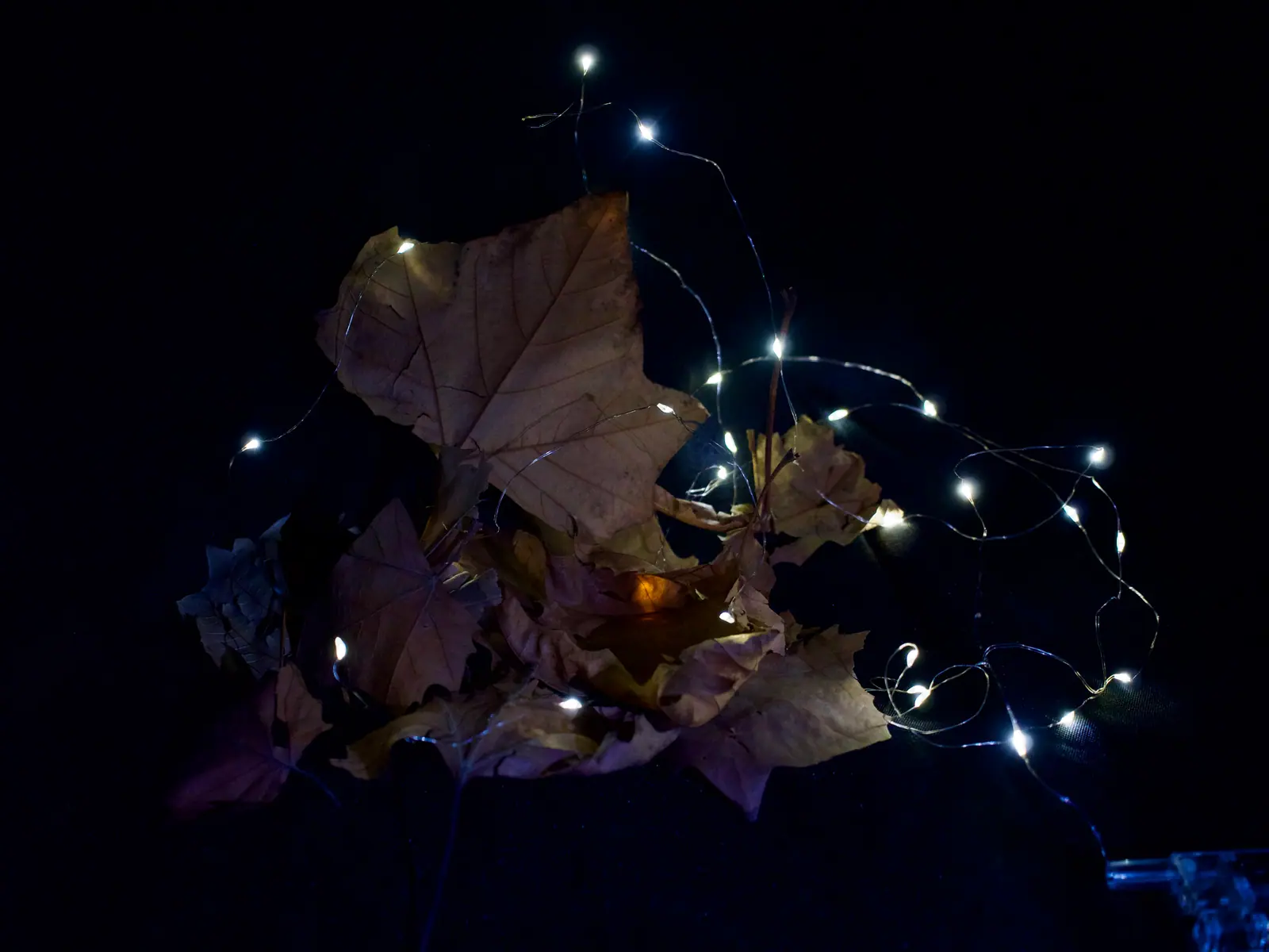 Dried leaves lit by small lights on a dark blue ground